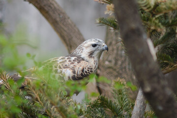 The bird is a common buzzard hiding in the conifers.Buteo bute