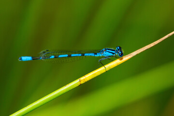 Bluet damselfly on grass in New Hampshire.