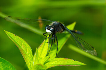 Dot-tailed whiteface dragonfly perched on leaves in New Hampshire.