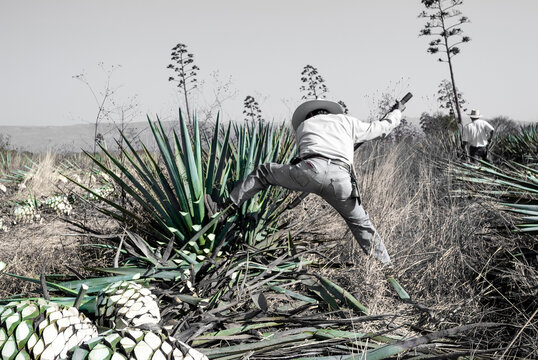 Tequila agave desaturated landscape with plants in color