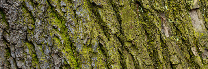 Natural texture of tree bark. Old tree trunk close-up. Natural wood background with bark patterns.