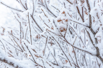 Snow and rime ice on the branches of bushes. Beautiful winter background with twigs covered with hoarfrost. Plants in the park are covered with hoar frost. Cold snowy weather. Cool frosting texture.