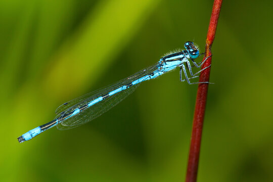 Bluet damselfly on grass in New Hampshire.