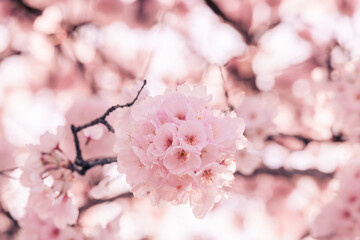 Spring pink cherry blossom with detail flower and oink background