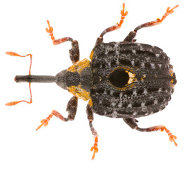 Weevil Cionus tuberculosus, is a species of weevils belonging to the family Curculionidae,...