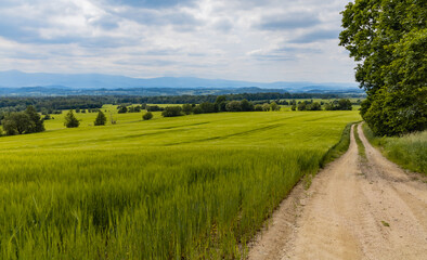 Naklejka premium Long path with bushes and fields around in Kaczawskie mountains