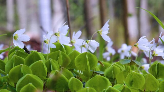 Shamrock (Oxalis acetosella). Plant of of Europe and Asia shady dark coniferous forests. Trifoliate leaves and flowers fold at night. Medicinal plant: anti-inflammatory, digestive. Nectariferous