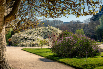 Paris, France - March 31, 2021: Beautiful blooming white cherry blossom tree in Jardin des plantes in Paris in sunny spring march day