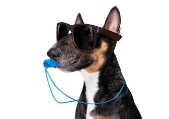 Glasschilderij Grappige hond Scheidsrechter arbiter hond met fluitje