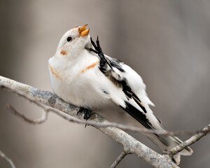Bunting bird Photo Stock. Close-up view, perched on a tree branch and scratching its neck and open beak  in its environment and habitat with a blur background. Image. Picture. Portrait.