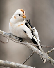 Bunting bird Photo Stock. Close-up view, perched on a tree branch with a blur background in its environment and habitat cleaning its wings. Image. Picture. Portrait.