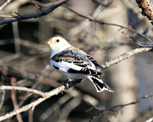 Snow bunting Photo Stock. close-up rear profile view, perched on a tree branch with a blur background and enjoying its environment and habitat. Image. Picture. Portrait.