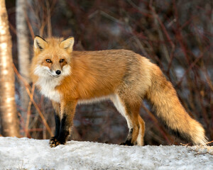Red Fox Photo Stock. Fox Image. Looking at camera in the winter season in its environment and habitat with blur forest  background displaying bushy fox tail, fur. Picture. Portrait.