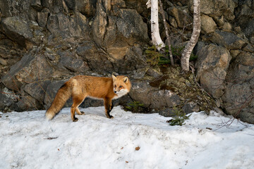 Red Fox Photo Stock. Fox Image. Close-up profile side view in the winter season in its environment and habitat with rock and tree background displaying bushy fox tail, fur.