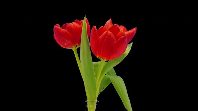 A bouquet of tulips withers, alpha matte