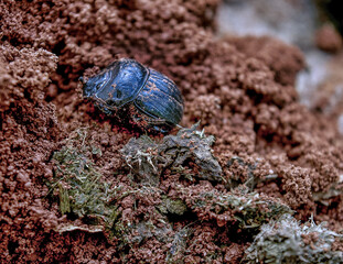 besouro cavando buraco