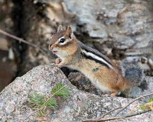 Naklejka na ściany i meble Chipmunk Photo Stock. Close-up profile side view on a rock with a blur background displaying open mouth, fur, tail in its environment and habitat. Image. Picture. Portrait.