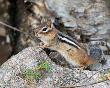 Chipmunk Photo Stock. Close-up profile side view on a rock with a blur background displaying open mouth, fur, tail in its environment and habitat. Image. Picture. Portrait.