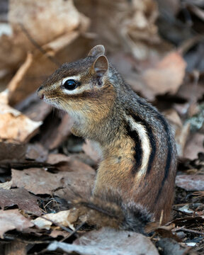 Chipmunk Photo Stock. Close-up profile side view sitting on a brown leaves with a blur background in its environment and habitat. Image. Picture. Portrait.