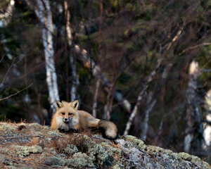 Red Fox Photo Stock. Fox Image. Red Fox laying down on a moss rock with blur background in its environment and habitat. Picture. Portrait.