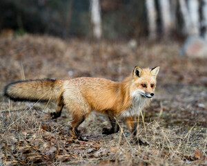 Red Fox Photo Stock. Fox Image. Close-up profile side view foraging for food in the spring season with blur background in its environment and habitat.  Picture. Portrait.