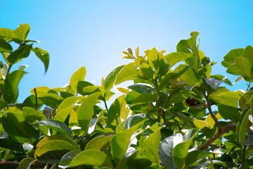 green leaves against the sky