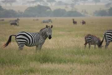 Fototapeta na wymiar A beautiful zebra taking a break from grazing