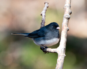 Junco Stock Photo. Perched on a branch displaying grey feather plumage, head, eye, beak, with a blur background in its environment and habitat. Image. Picture.