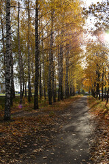 Alley in city park in autumn. Birch and maple trees with yellow leaves in fall season