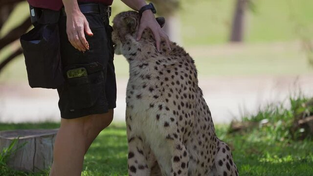 This video shows a rescued cheetah being petted and cared for by it's care taker at a wildlife sanctuary.