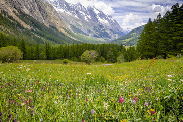 flowery field in Val Veny, in summer. Italian Alps