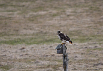 Red Tailed Hawk perched on a song bird house in an agriculture field