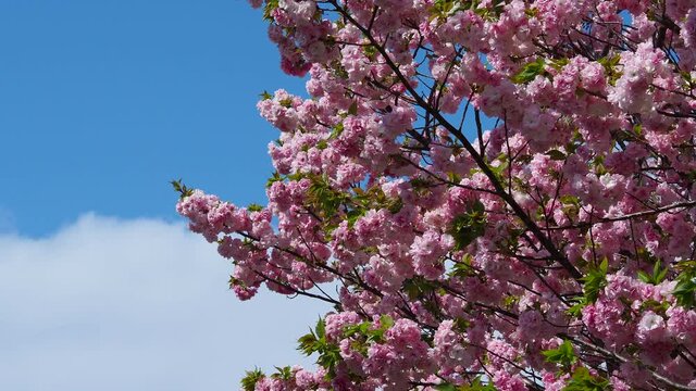 ゆっくりと風に揺れる桜と青空の白い雲
