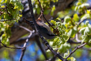 Sita Canadensis perched on the branch of a tree on Monte Abantos in Madrid. Wild bird. Small bird from Monte Abantos. Wild Fauna.