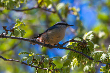 Sita Canadensis perched on the branch of a tree on Monte Abantos in Madrid. Wild bird. Small bird from Monte Abantos. Wild Fauna.