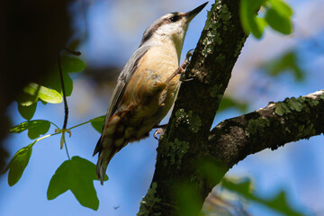Sita Canadensis perched on the branch of a tree on Monte Abantos in Madrid. Wild bird. Small bird from Monte Abantos. Wild Fauna.