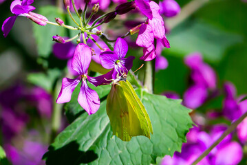 Green-winged butterfly perched on a flower with purple petals. Green-winged insect. Wild Fauna....
