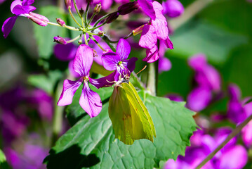 Green-winged butterfly perched on a flower with purple petals. Green-winged insect. Wild Fauna. Pollen collection. Colorful flowers.