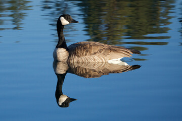 Reflecting Goose