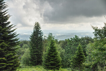 Fototapeta na wymiar green spruce trees in the mountains