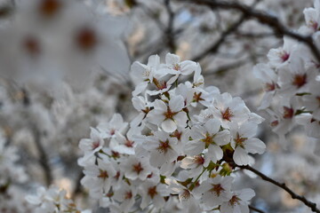 Obraz premium blossom in spring