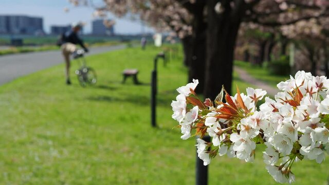 桜の花びらが舞う並木道をサイクリングする男性