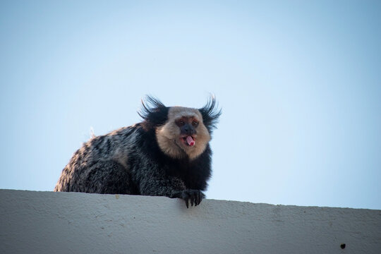 Mono sacando la lengua en el atardecer arriba de un muro