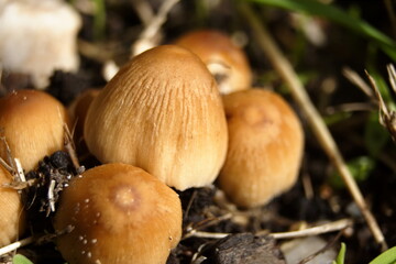 Light Brown Mushroom fungus growing in a cluster