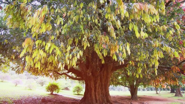 Old, Exotic Hardwood Tree Growing in Polonnaruwa, Sri Lanka
