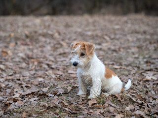 Portrait of a Jack Russell Terrier puppy in the spring forest