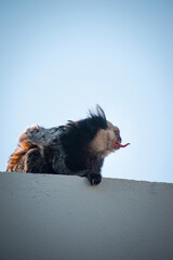 Mono sacando la lengua en el atardecer arriba de un muro