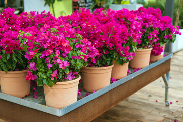 Beautidul clay pots of bougainvillea pink flowers at sale in a garden center