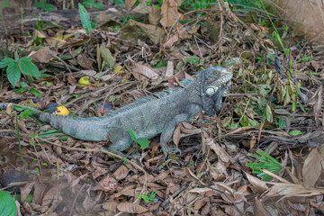 an freely iguana at Puerto Lopez village, Meta, Colombia