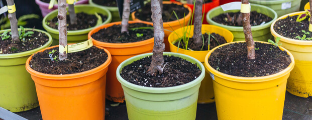 Mixed coloured pots of orange trees at sale at a garden center